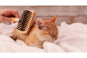 Immer schön sauber bleiben – Fellpflege bei Katzen 