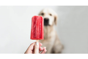 Hundglace – die perfekte Abkühlung an heissen Sommertagen