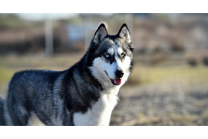 Husky sibérien 