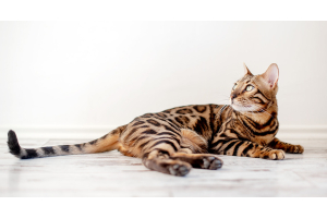 Chat bengal