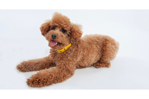 Caniche