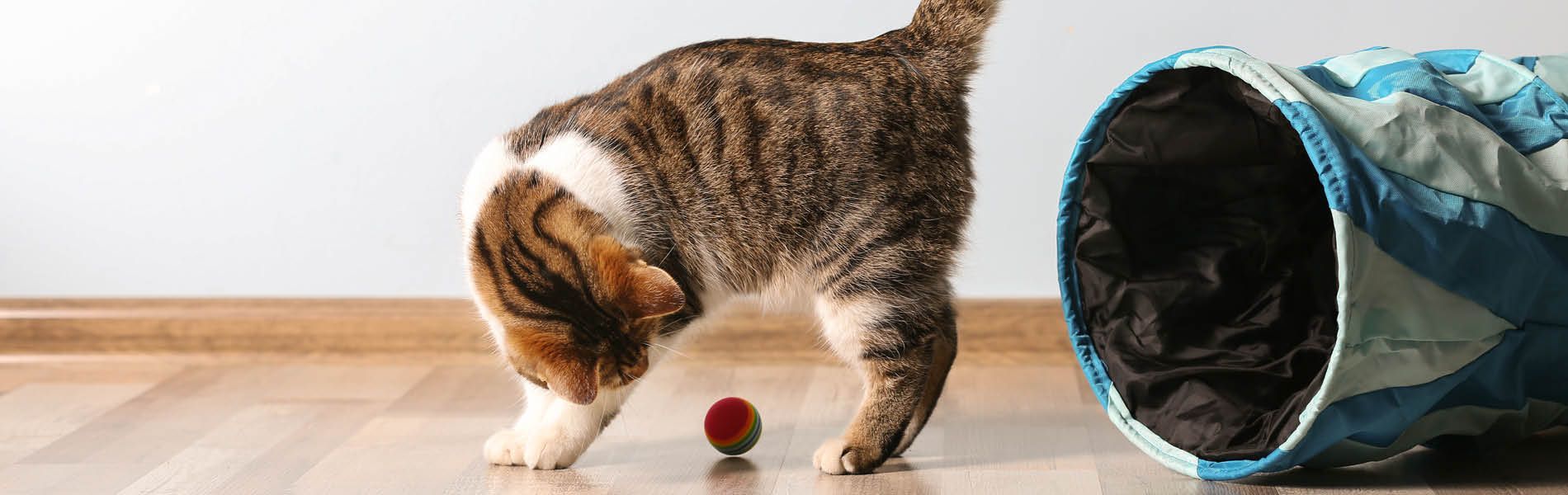 Intelligenz- & Beschäftigungsspiele für Katzen 2