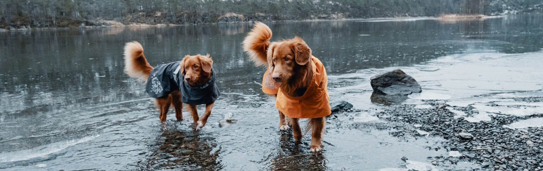 Manteaux pour chiens 2