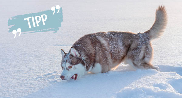 Darf mein Hund Schnee fressen?