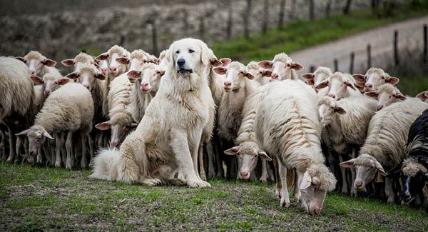Respecter les chiens de protection des troupeaux