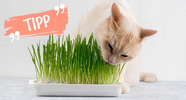 La verdure indispensable à tous les chats