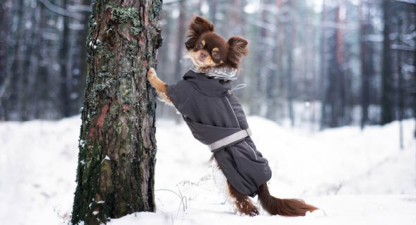 Hund mit Mantel – Sinn oder Unsinn?