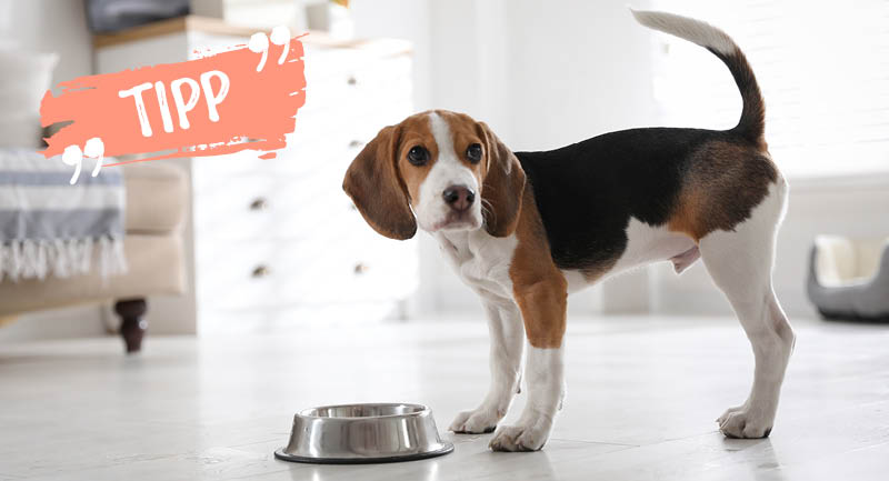 Top ou flop – La bonne gamelle pour votre chien