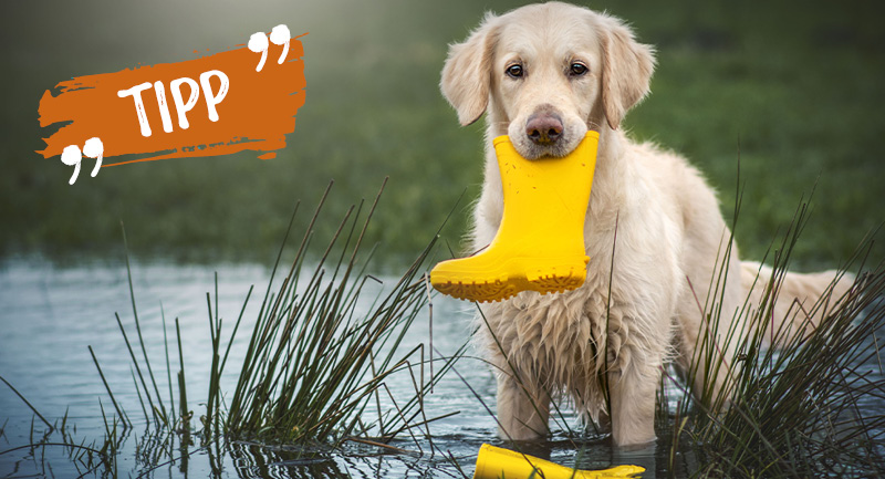Journées froides et humides – Nos conseils de soin pour le pelage du chien, les pattes et bien plus encore