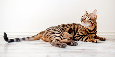 Le monde des chats