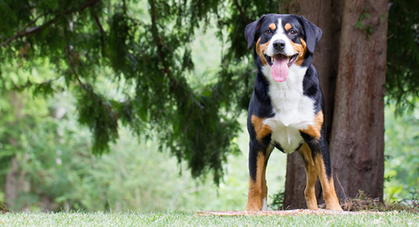 Appenzeller Sennenhund