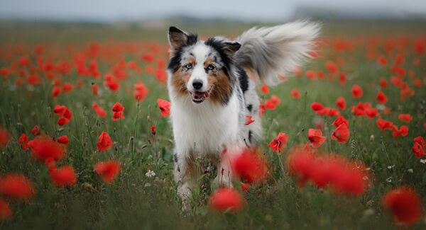 Australian Shepherd