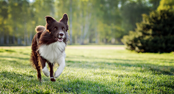 Border Collie