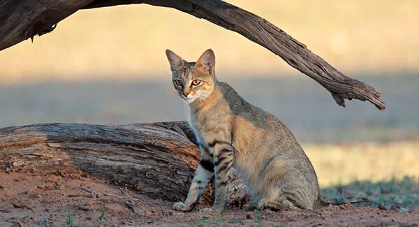 Am Anfang war die Katze