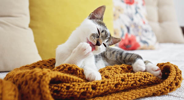 Immer schön sauber bleiben – Fellpflege bei Katzen 