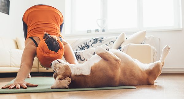 Fitness pour le chien