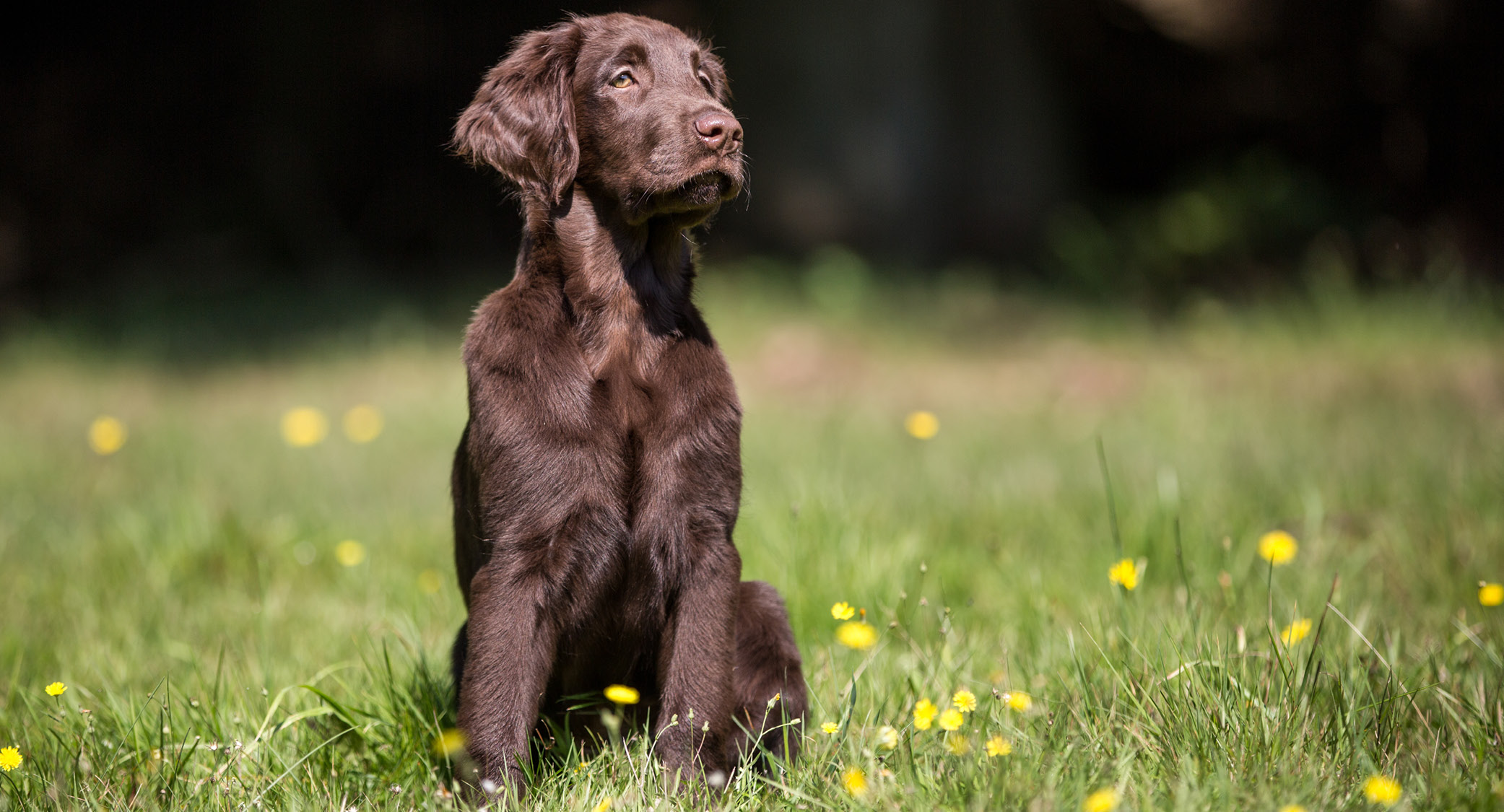 Flat Coated Retriever