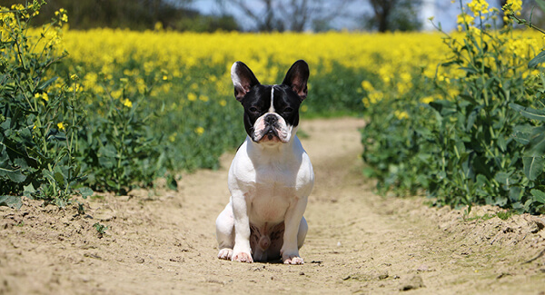 Französische Bulldogge