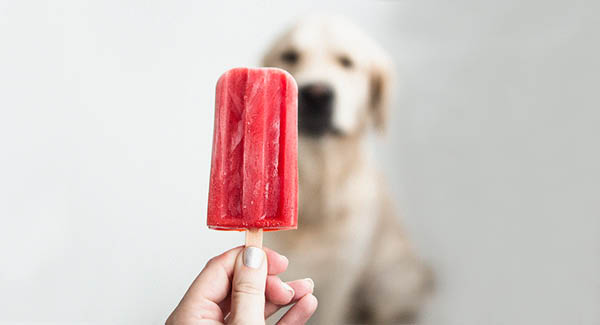 La glace pour chien – un délicieux rafraîchissement en été