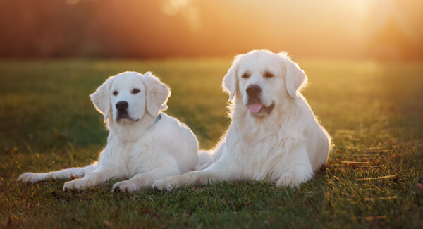 Golden Retriever