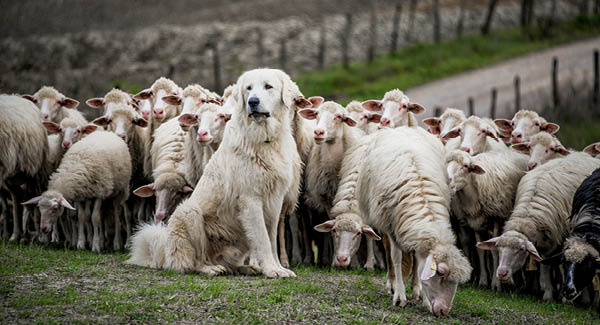 Keine Angst vor Wolf und Co.