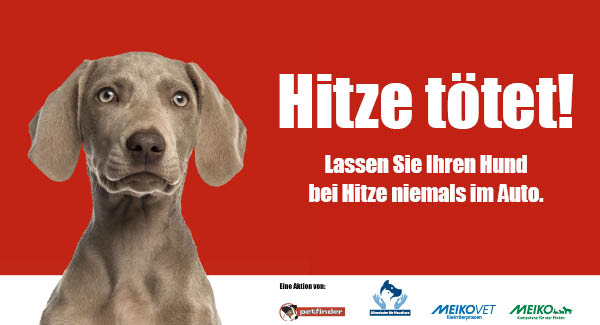 Was tun, wenn ein Hund bei Hitze im Auto zurückgelassen wurde?