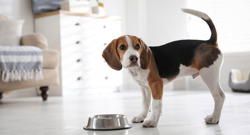 La bonne gamelle pour chien