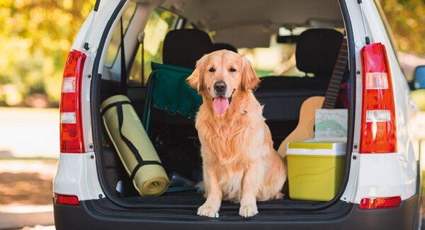 Le chien en voiture – bien voyager avec son chien