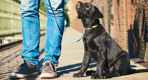 Was Hunde lernen sollten