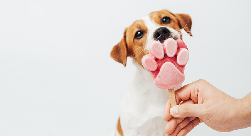 Hundeglace – die perfekte Abkühlung an heissen Sommertagen