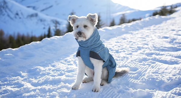 Manteau pour chien