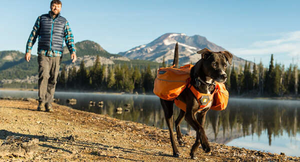 En randonnée, avec un sac à dos pour chiens