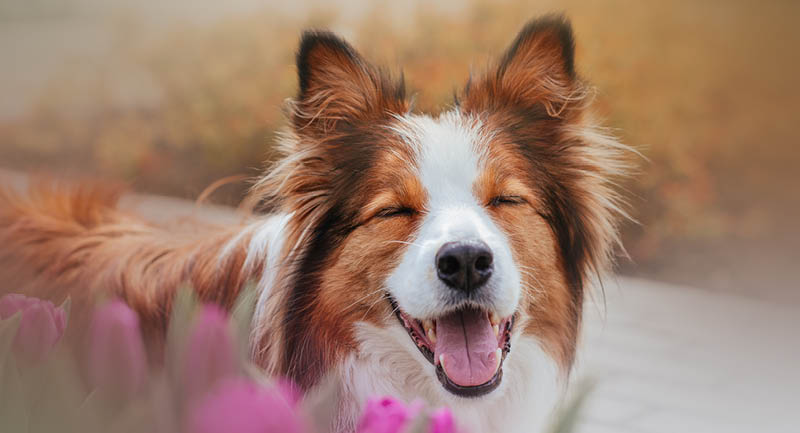 Garder le sourire – Quand le chien montre les dents