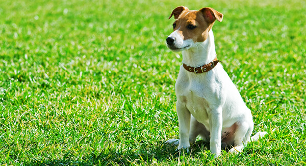 Jack Russell Terrier