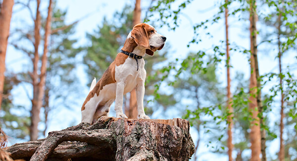 Le comportement de chasse – un défi pour chaque détenteur de chien