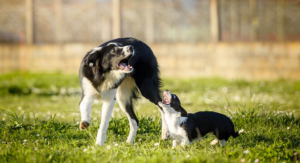 Können Tiere sprechen?