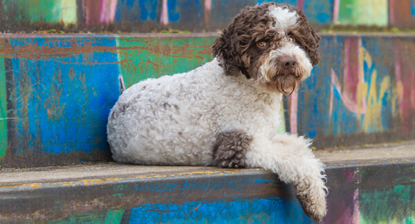 Lagotto Romagnolo