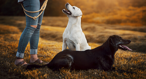 Herausforderung Mehrhundehaltung