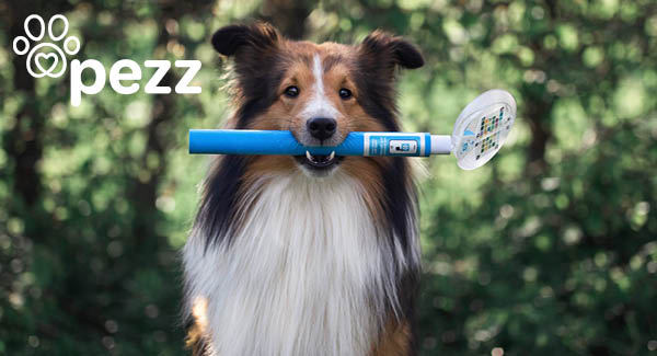 Pezz Urintest Kit – einfache Vorsorge für Hund und Katze 