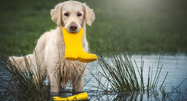 Hund steht in See und hat einen Gummistiefel im Maul