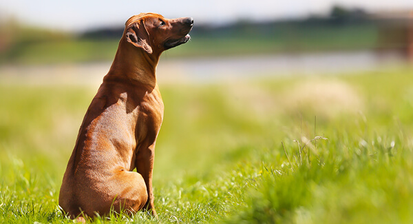 Rhodesian Ridgeback