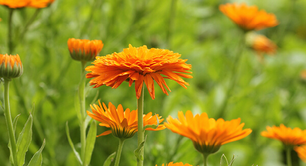 Die Ringelblume – Königin der Wundheiler