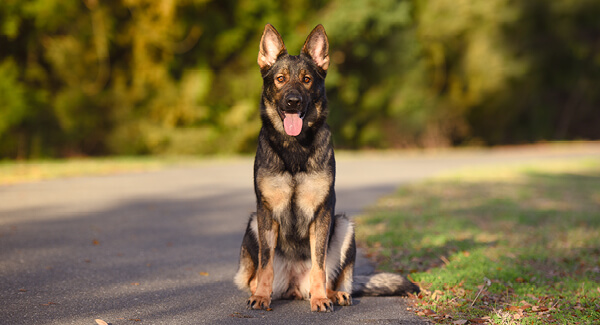 Deutscher Schäferhund