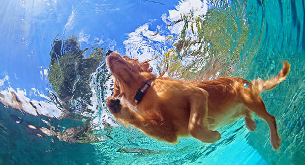 Erfrischung im Sommer: Wenn Hunde abtauchen.