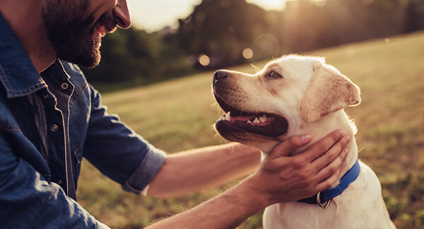 Hunde als Spiegelbild des Menschen