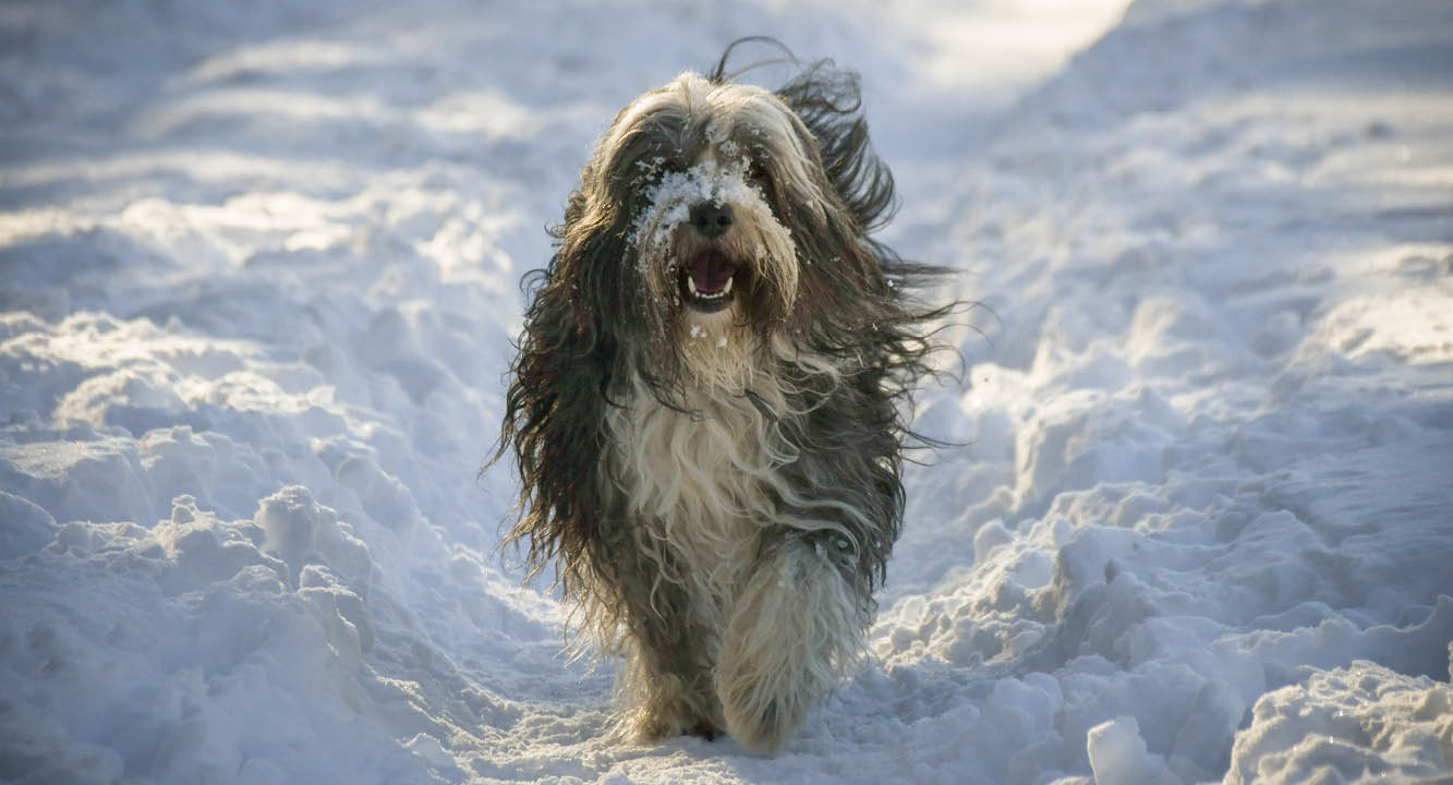 Tibet Terrier