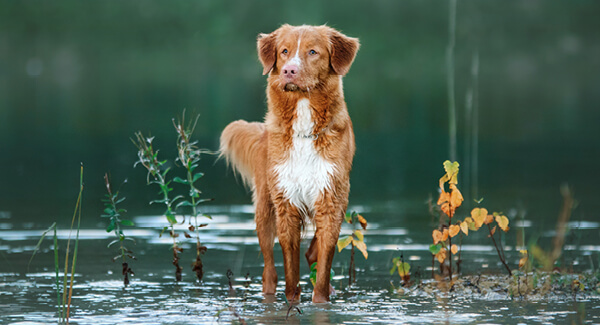 Nova Scotia Duck Tolling Retriever