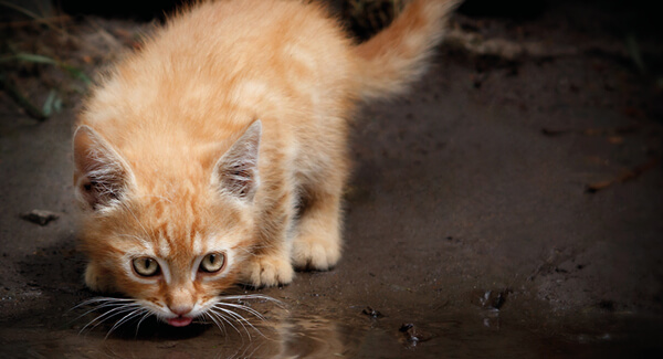 Das natürliche Trinkverhalten der Katze