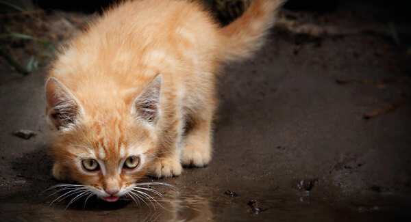 Le comportement naturel d'hydratation du chat