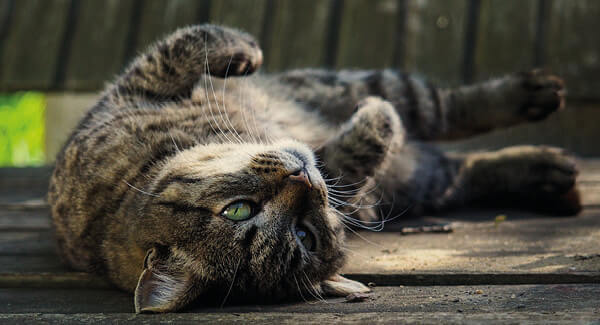 Katze Putzt Andere Katze Am Kopf